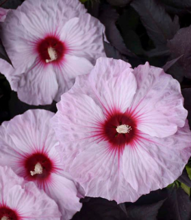 Hibiscus moscheutos 'Dark Mystery'